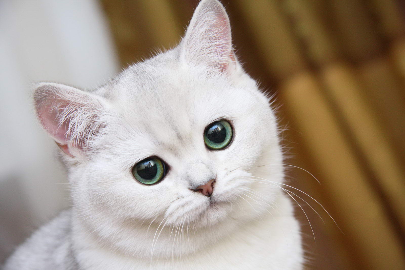 Кошка