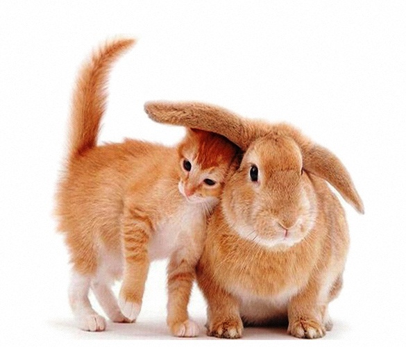Клиника для животных