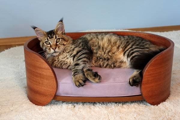 Передержка кошек